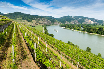 Fototapeta premium Landscape of Wachau valley, Danube river, Austria.
