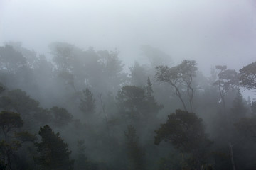 Morning Fog 2
