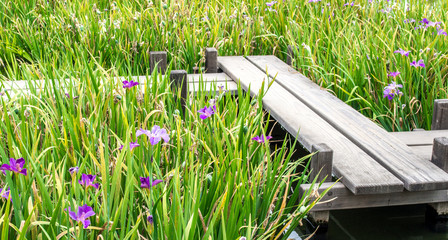 weathered wooden zigzag bridge among iris plants in a Japanese garden