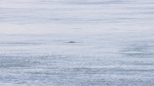 Seal Surfaces In San Juan Islands, Washington