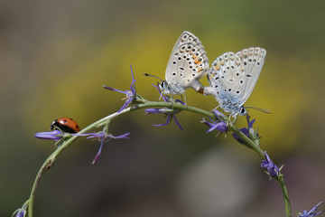 Lycaenidae / Gümüş Lekeli Esmergöz / / Plebejus argus	     