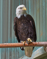 Bald Eagle on Perch
