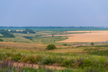 Fototapeta na wymiar Field of golden wheat. Summer rural landscape