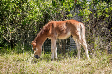Naklejka na ściany i meble Red-haired foal grazing on grass in summer