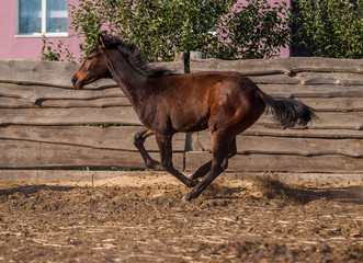 In the summer, the foal is sporting in the pen