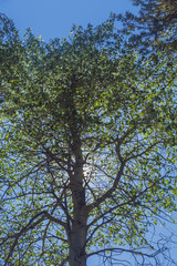 Sun Behind Laurel