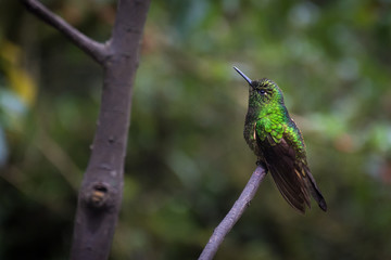 Fototapeta na wymiar Colibri dans la vallée de Cocora, Salento, Colombie