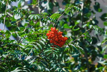 Red berries of European rowan or mountain-ash (Sorbus aucuparia)