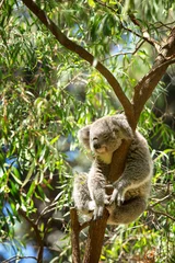 Glasschilderij Koala Koala slapen in een boom
