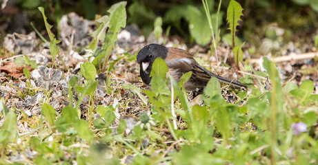 Junco
