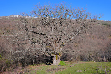 Tent Under Big Tree In Nebrodi Park, Sicily