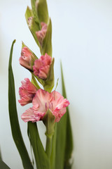 Fototapeta premium Pink Gladiolus flowers bunch isolated on white background, Freshly Blooming Gladiola