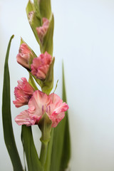 Naklejka premium Pink Gladiolus flowers bunch isolated on white background, Freshly Blooming Gladiola