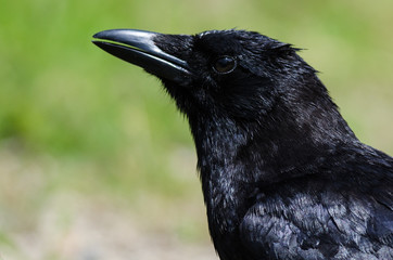 Close Look at the Profile of an American Crow