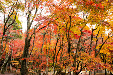 滋賀県長浜市木之本町 鶏足寺の紅葉