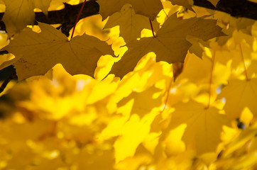 Golden Maple Leaves Exhibiting the Elegance of Autumn