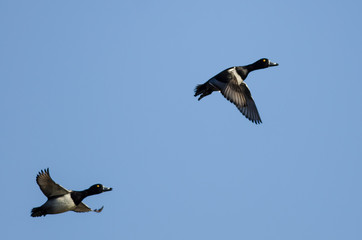 Two Ring-Necked Ducks Flying in a Blue Sky