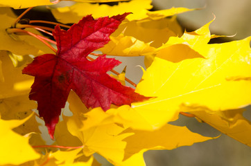 Solitary Red Leaf Embedded Among the Golden Maple Leaves of Autumn
