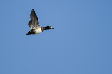 Ring-Necked Duck Flying in a Blue Sky