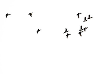 Flock of Ducks in Flight and Silhouetted on a White Background