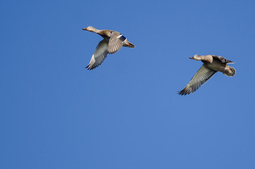 Two Mallard Ducks Flying in a Blue Sky