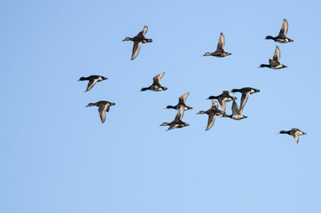 Flock of Ring-Necked Ducks Flying in a Blue Sky