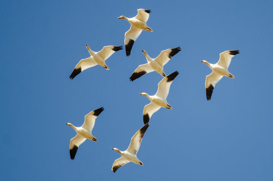 Small Flock of Snow Geese Flying in a Blue Sky