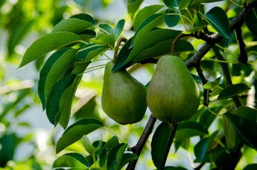 Kate Wilcox Springvale pears2