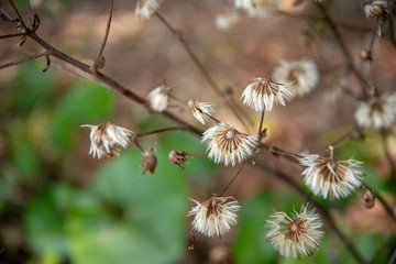 山口県岩国　吉香公園の桜