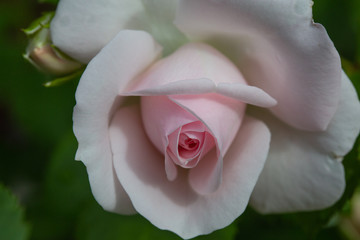Aspirin Rose, June