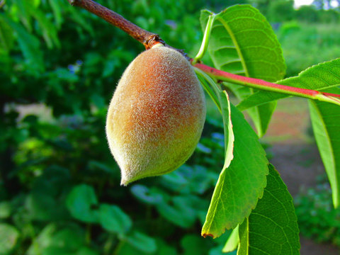 55 Best アーモンドの実 Images Stock Photos Vectors Adobe Stock