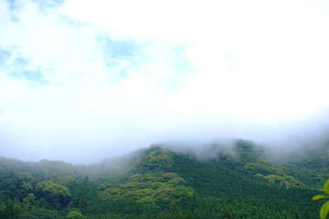 　日本　雨上がりの山