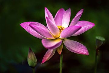 Flower With Bud And Fruit