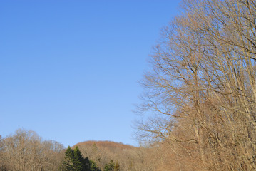 冬　木　空　素材