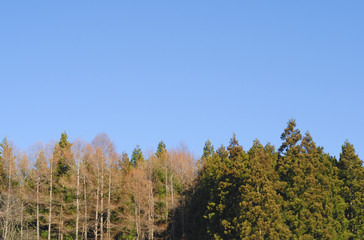 Fototapeta premium 冬 木 空 素材