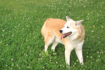 Naklejka na ściany i meble 草原の上に笑顔で佇む犬