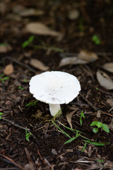 森の中の白いきのこ	