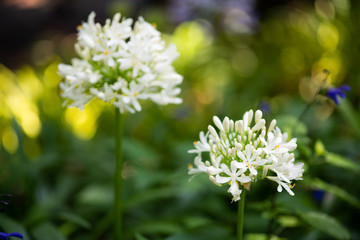 白いアガパンサスの花