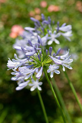 紫色のアガパンサスの花のアップ