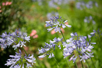 紫色のアガパンサスの花のアップ