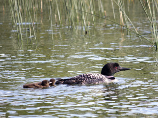 Loon and babies