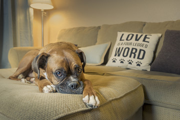 Dog, Love is a four-legged word