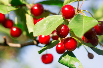 Cherry tree in the sunny garden.