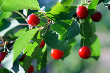 Obraz premium Cherry tree in the sunny garden.