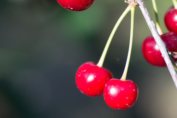 Cherry tree in the sunny garden.