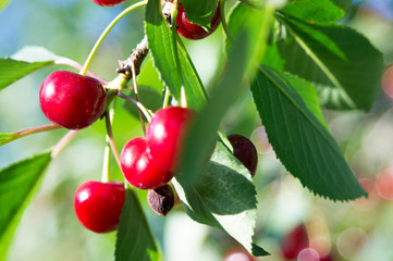 Cherry tree in the sunny garden.