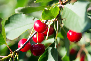 Cherry tree in the sunny garden.