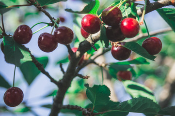 Obraz premium Cherry tree in the sunny garden.