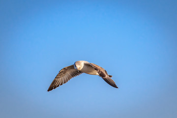 Ring Billed Gull (Larus delawarensis) in flight over an inland lake