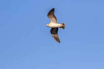 Ring Billed Gull (Larus delawarensis) in flight over an inland lake